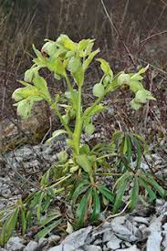 Image result for Nieswurz