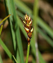 Attēlu rezultāti vaicājumam “Carex dioica”