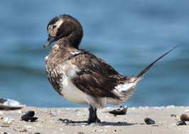 Attēlu rezultāti vaicājumam “Clangula hyemalis male”