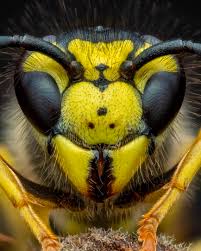 Attēlu rezultāti vaicājumam “Diderma montanum var. album macro”