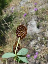 Attēlu rezultāti vaicājumam “Trifolium spadiceum”