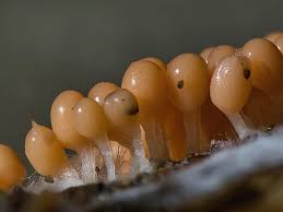 Attēlu rezultāti vaicājumam “Trichia sp.”