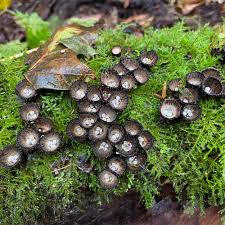 Attēlu rezultāti vaicājumam “Cyathus striatus”