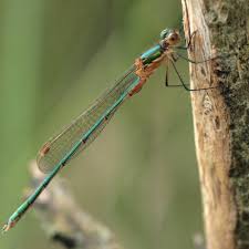 Attēlu rezultāti vaicājumam “Lestes sponsa”