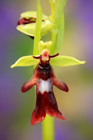 Attēlu rezultāti vaicājumam “Ophrys insectifera flower”
