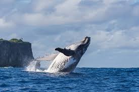 Image result for Megaptera novaeangliae