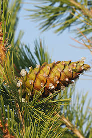 Attēlu rezultāti vaicājumam “Pinus sylvestris fruit”