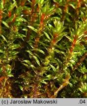 Attēlu rezultāti vaicājumam “Bryum pseudotriquetrum”