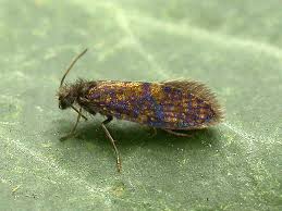 Attēlu rezultāti vaicājumam “Eriocraniidae”