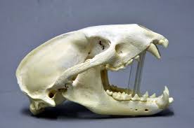 Attēlu rezultāti vaicājumam “Meles meles”