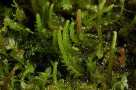 Attēlu rezultāti vaicājumam “Barbilophozia attenuata”