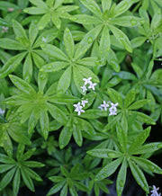 Image result for Galium odoratum