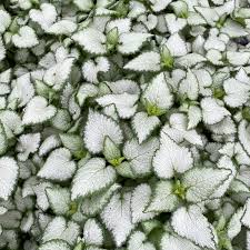 Attēlu rezultāti vaicājumam “Lamium”