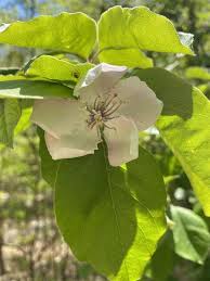 Attēlu rezultāti vaicājumam “Cydonia oblonga flower”