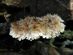 Attēlu rezultāti vaicājumam “Gloiodon strigosus”