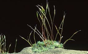 Attēlu rezultāti vaicājumam “Neckera complanata sporophyte”