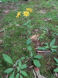 Attēlu rezultāti vaicājumam “Hieracium murorum”