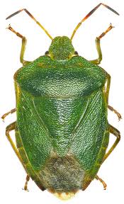 Attēlu rezultāti vaicājumam “Palomena prasina”