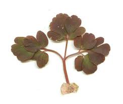 Attēlu rezultāti vaicājumam “Isopyrum thalictroides leaf”