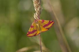 Attēlu rezultāti vaicājumam “Lythria cruentaria”