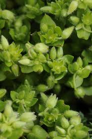 Attēlu rezultāti vaicājumam “Stellaria pallida”