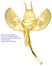 Attēlu rezultāti vaicājumam “Yponomeuta malinellus / cagnagella”
