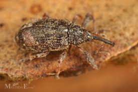 Attēlu rezultāti vaicājumam “Anthonomus pomorum”