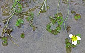 Attēlu rezultāti vaicājumam “Batrachium”