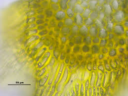 Attēlu rezultāti vaicājumam “Palustriella falcata”