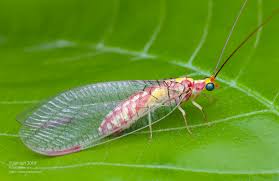 Attēlu rezultāti vaicājumam “Chrysopidae imago”