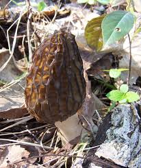 Attēlu rezultāti vaicājumam “Morchella sp.”