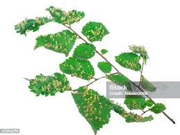 Attēlu rezultāti vaicājumam “Eriophyes tiliae”