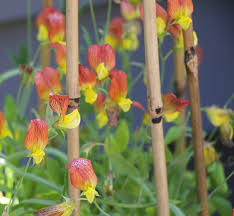 Attēlu rezultāti vaicājumam “Lathyrus”