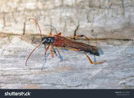 Attēlu rezultāti vaicājumam “Necydalis major”