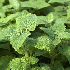 Image result for Nepeta cataria