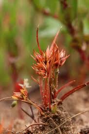 Attēlu rezultāti vaicājumam “Juncus capitatus”