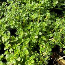 Attēlu rezultāti vaicājumam “Thymus serpyllum leaf”