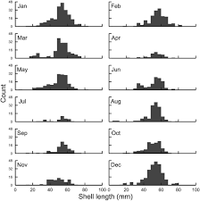 Image result for Cinctura hunteria