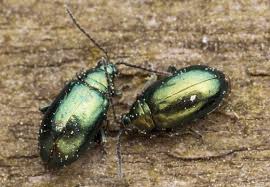 Attēlu rezultāti vaicājumam “Altica sp.”