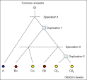 paralog
