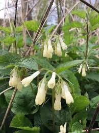 Attēlu rezultāti vaicājumam “Symphytum grandiflorum”