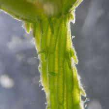 Attēlu rezultāti vaicājumam “Chara intermedia female”