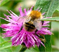 Image result for East Kilbride Wasps