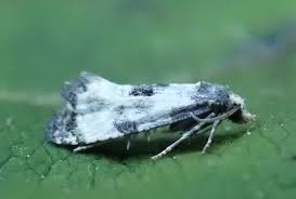 Attēlu rezultāti vaicājumam “Cochylis dubitana”