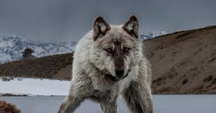 Image result for Weston Rhyn Wolves