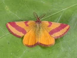 Attēlu rezultāti vaicājumam “Lythria cruentaria”