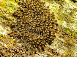 Attēlu rezultāti vaicājumam “Comatricha nigra young”