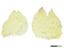 Attēlu rezultāti vaicājumam “Calypogeia fissa”