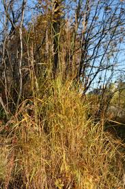 Attēlu rezultāti vaicājumam “Calamagrostis purpurea”