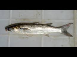 Image result for Liza ramada